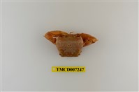 藏品(休氏聲蟹)的圖片